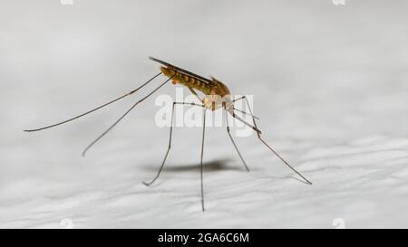 Close-up of common house mosquito profile on a white background. Dangerous stinging insect with small red secretion droplets. Mosquito-borne diseases. Stock Photo