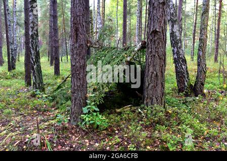 Tent made of fir branches in the forest. Temporary housing during travel or survival in wild nature. Survival Shelter from the rain and for the touris Stock Photo