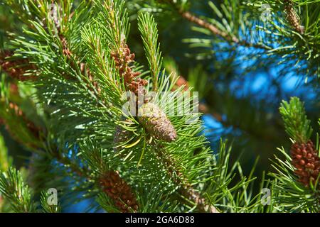 Monterey Pine Tree (Pinus radiata) in a Woodland Landscape in Avoca Garden, Ireland Stock Photo