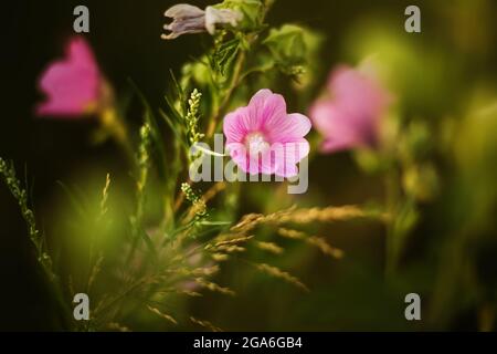 Beautiful pink wild field flowers bloom among healthy fragrant dark herbs on a summer day. Nature. Stock Photo