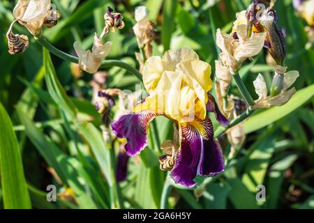 Close-up of the Beautiful Summer Flowering 'Iris' Flowers Stock Photo