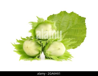Green hazelnut nuts isolated on white background. Fresh green hazel nuts. Stock Photo