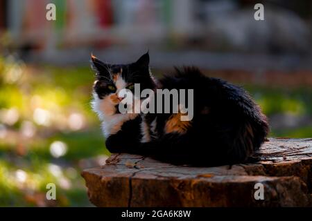 cat napping on a log Stock Photo