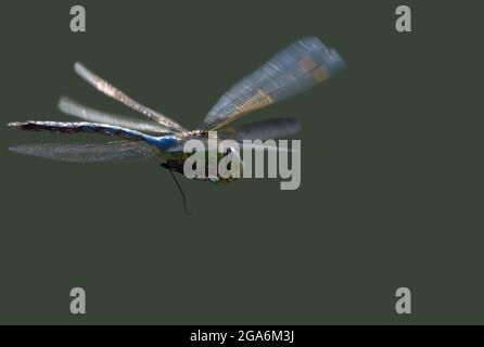 dragonfly in flight in close up Stock Photo