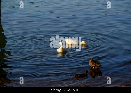 Herd of ducks feeding on the lake Stock Photo