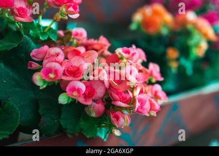 Natural spring image pink Begonia flower in flowerpot. . High quality photo Stock Photo