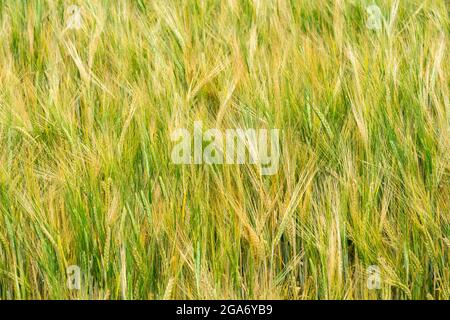 Barley crop ripening in field Stock Photo