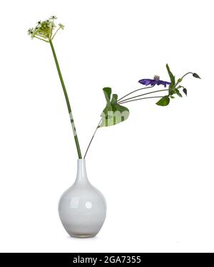 Single Ornithogalum saundersiae aka Star of Bethlehem flower and Clematis in white glass vase. Isolated on a white background. Stock Photo