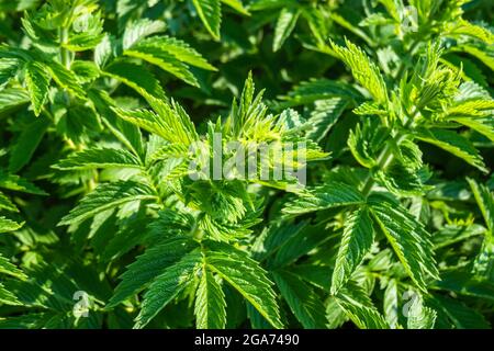 Garden Plant and Bokeh Lighting with Green Nature Background Stock Photo
