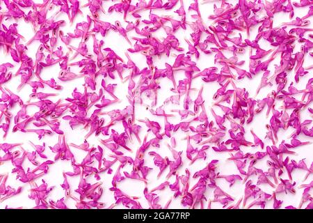 background of many small delicate pink spring flowers on white paper Stock Photo