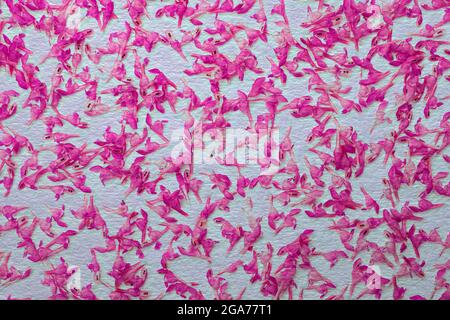 embossed blue texture or background with small pink spring flowers Stock Photo