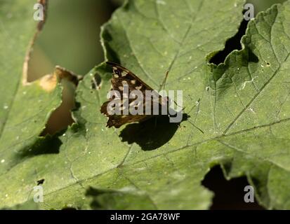 The Ringlet is a common summertime butterfly during the summer. A medium sized member of the 'Browns' family they favour meadows and hedgerows Stock Photo