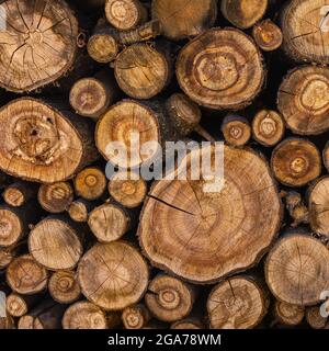 sawn tree trunks stacked in a woodpile Stock Photo