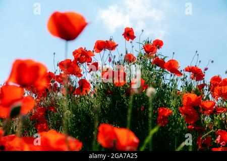 red poppy flowers in foreground and background on a sloping hill under a blue summer sky Stock Photo