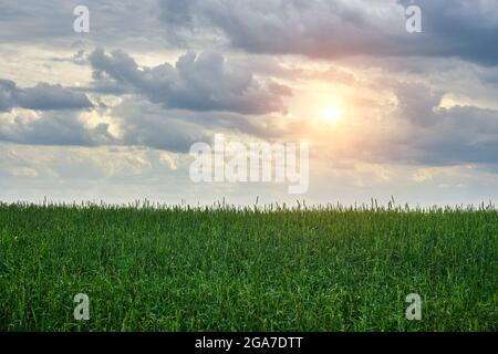 Green field of growing wheat against background of gray storm clouds and sunlight breaking through them Stock Photo