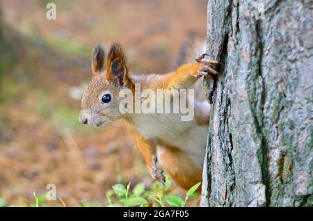 A red squirrel peeks out from behind a tree. Stock Photo