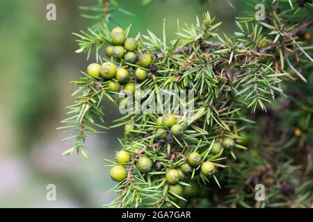green juniper berries on twig closeup selective focus Stock Photo