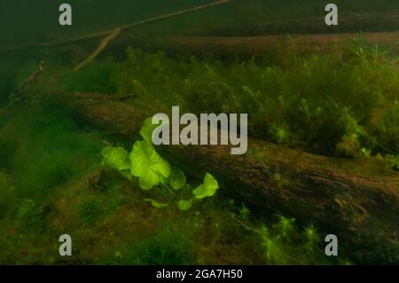 Logs covered by water plants are lying on the bottom of the lake, Tver region, Russia Stock Photo