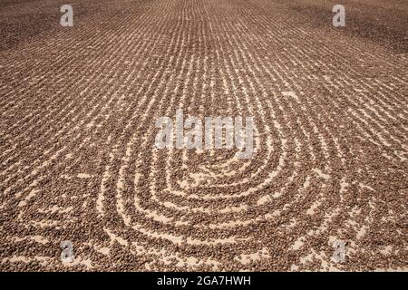 Huge amount of watermelon seeds drying in sun at factory Stock Photo