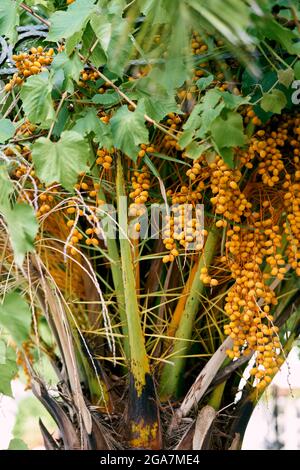 Yellow fruits of date palm on the branches. Close-up Stock Photo