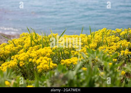 many small yellow rapeseed flowers in the green grass on the shore against the background of the sea