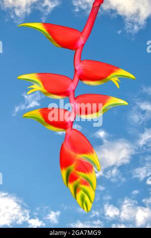 Lobster Claw Latin name Heliconia rostrata with a blue sky background Stock Photo
