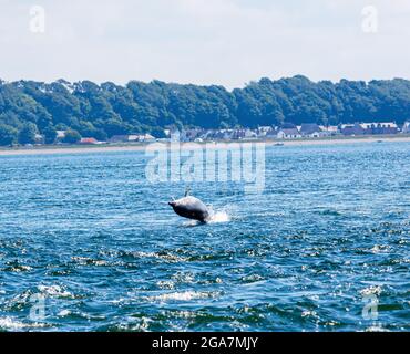 Bottlenose dolphin - Moray Firth population Stock Photo - Alamy