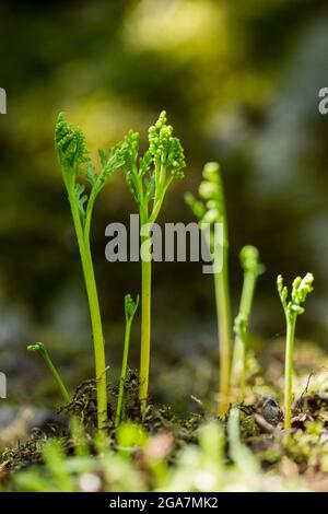 Chamomile grape-fern (Botrychium matricariifolium) growing on a rocky cliff, wild Finland. Stock Photo