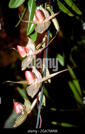 Orchid Paphiopedilum rothschildianum - Mont Millias Stock Photo