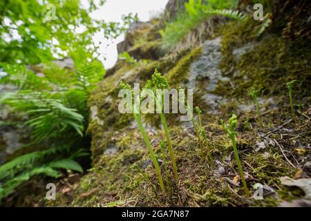 Chamomile grape-fern (Botrychium matricariifolium) growing on a rocky cliff, wild Finland. Stock Photo