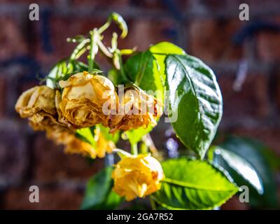 Withered Wilting Dead Yellow Roses Stock Photo