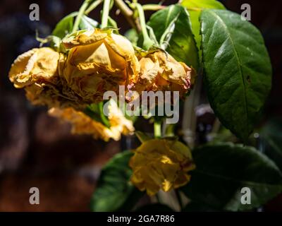 Withered Wilting Dead Yellow Roses Stock Photo