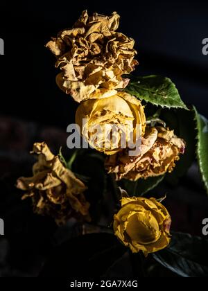 Dead Withered Yellow Roses Book Cover Stock Photo - Alamy
