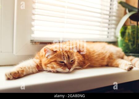 Ginger cat lying on window sill at home in the morning. Pet enjoying sun sleeping and relaxing Stock Photo