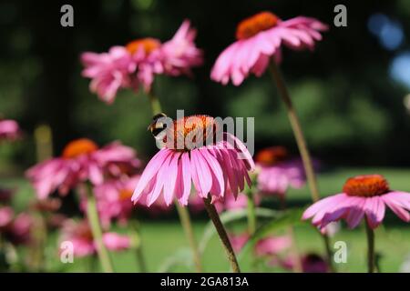 Pink purple echinacea or cone flowers in morning sun with bee visible Stock Photo