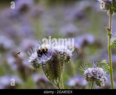 East Lothian, Scotland, United kingdom, 29th July 2021. UK Weather: sunshine on agriculture crops & bees: A crop field is edged by a cover crop of lacy phacelia (Phacelia tanacetifolia) in full bloom, also known as purple or blue tansy, which act as a pollinator attractor. The flowers are alive with buzzing bumblebees of all varieties including common carder bees (Bombus pascuorum) Stock Photo