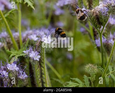 East Lothian, Scotland, United kingdom, 29th July 2021. UK Weather: sunshine on agriculture crops & bees: A crop field is edged by a cover crop of lacy phacelia (Phacelia tanacetifolia) in full bloom, also known as purple or blue tansy, which act as a pollinator attractor. The flowers are alive with buzzing bumblebees of all varieties including white-tailed bumblebees (Bombus lacorum) and  common carder bees (Bombus pascuorum) Stock Photo