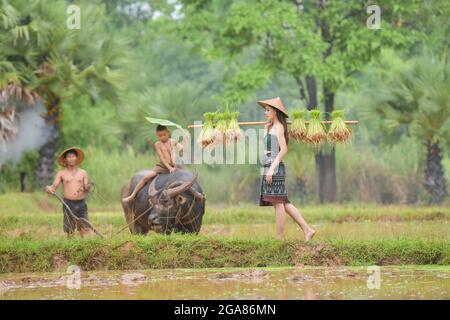 The Farmer planting on the organic paddy rice farmland,thailand Stock Photo