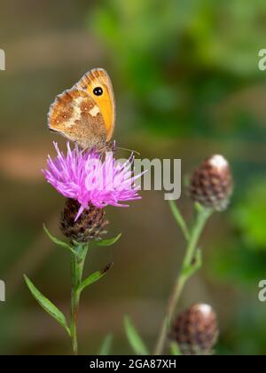 Gatekeeper butterfly Pyronia tithonus resting on knapweed, Centaurea nigra. Aka the Hedge brown butterfy. Stock Photo