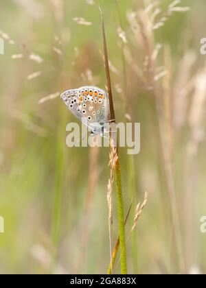 Brown Argus butterfly, Aricia agestis, in habitat. Devon, UK. Stock Photo