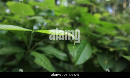 A spider's eggs and a small spider in a spider's web under a curved leaf Stock Photo