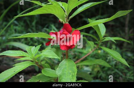 Close up of a red garden balsam flower in the garden Stock Photo