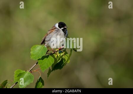 Male Reed bunting-Emberiza schoeniclusperches on Silver birch-Betula pendula. Stock Photo