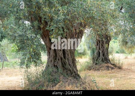 Mediterranean olive field with old olive tree in Monteprandone (Marche) Italy. Close up Stock Photo
