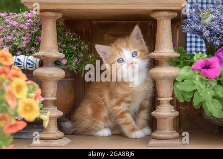 Cute red-tabby-white baby cat kitten with beautiful blue eyes sitting in an ancient wooden lathed cupboard with flowers and watching curiously Stock Photo