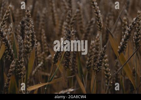 Close up shot of some wheat in a British countryside field Stock Photo
