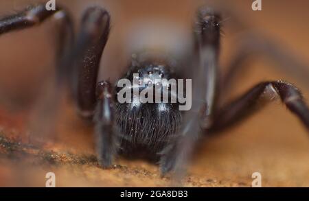 Female Black Lace Weaver Spider (Amaurobius ferox) Stock Photo