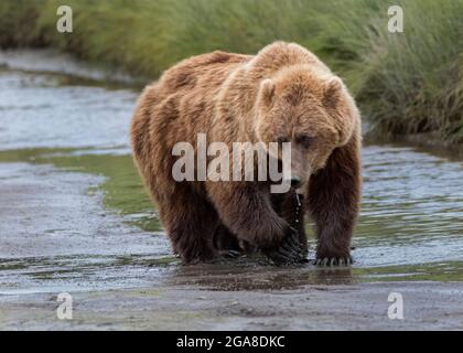 Fmale coastal brown bear (Ursus arctos) walking in a stream, Silver Salmon Creek, Lake Clark National Park and Preserve, Alaska