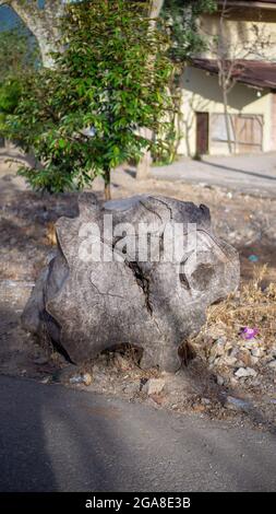 Padang, Indonesia July 23, 2021. You can see wood and big roots on a dry road Stock Photo