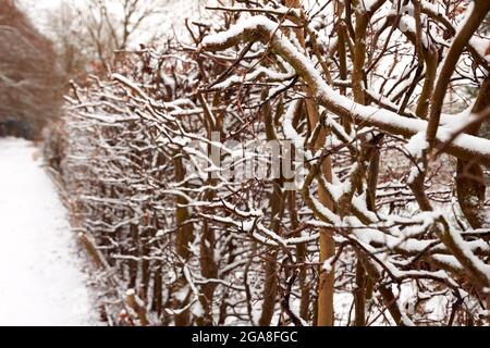 Close Up Of Snow Covered Hedge Beside Track Through Countryside Stock Photo